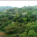 承天禪寺油桐花