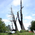 阿里山