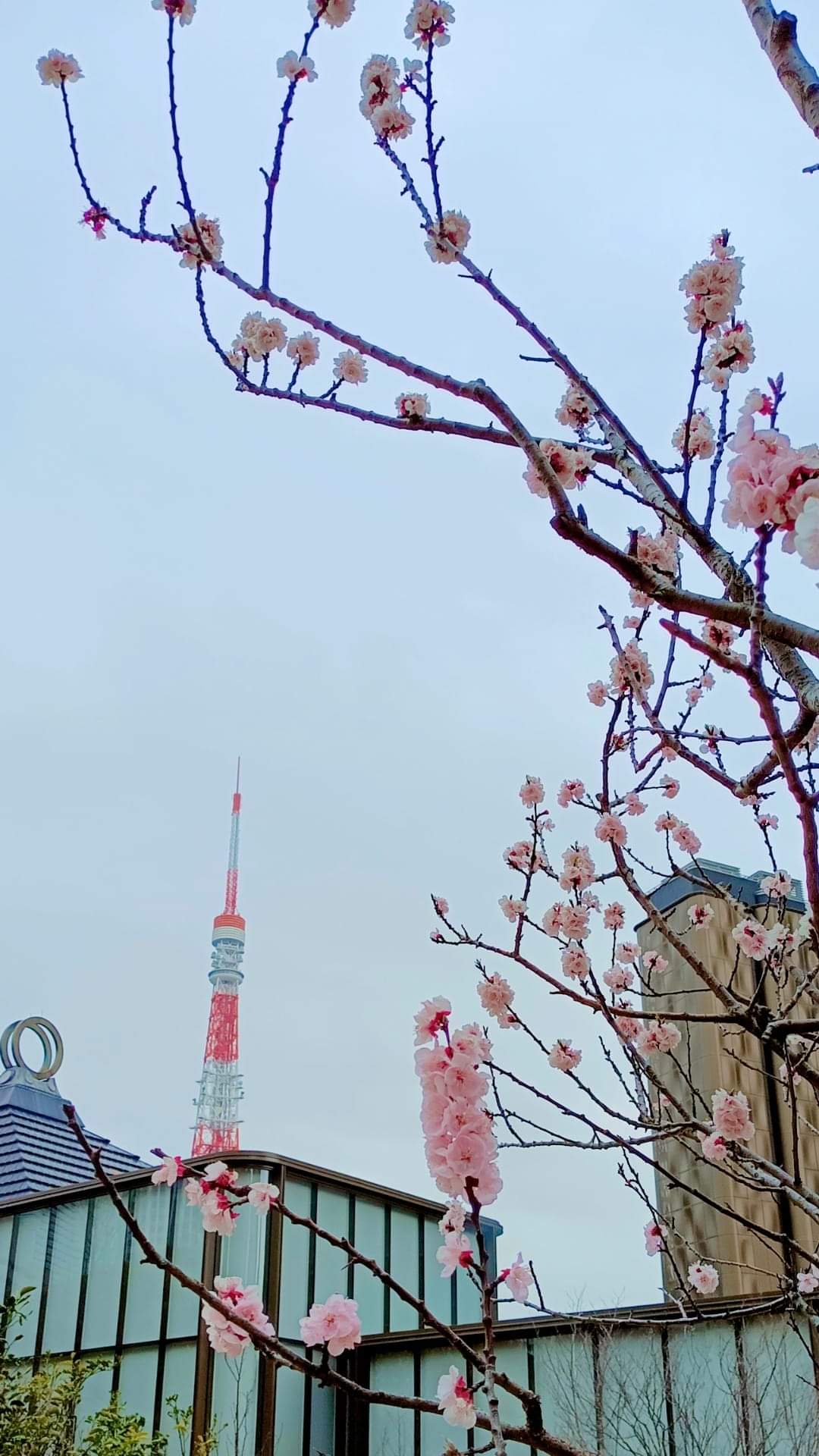 相隔四年再到東京2938|小老婆汽機車資訊網
